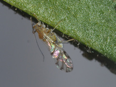 Stenopsocidae