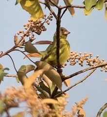 Crithagra hyposticta