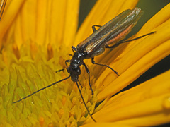 Oedemera pthysica
