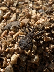 Apiomerus longispinis