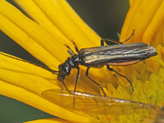 Oedemera pthysica
