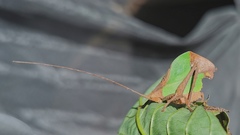 Typophyllum trapeziforme