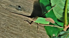 Typophyllum trapeziforme