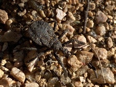 Apiomerus longispinis