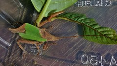 Typophyllum trapeziforme