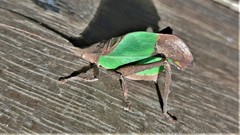 Typophyllum trapeziforme