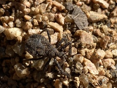 Apiomerus longispinis