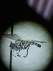 Wilcoxia