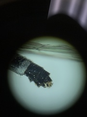 Wilcoxia