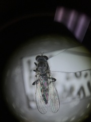Wilcoxia
