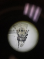 Wilcoxia