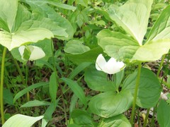 Trillium rugelii