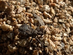 Apiomerus longispinis