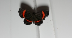 Phaenochitonia cingulus