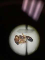 Pheidole xerophila