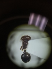 Pheidole xerophila
