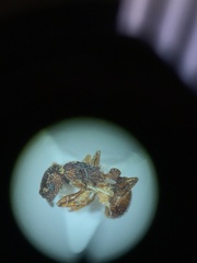 Tetramorium hispidum