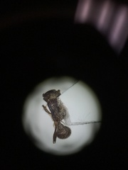 Tetramorium hispidum