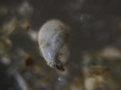 Quinqueloculina