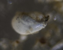 Quinqueloculina