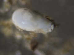 Quinqueloculina