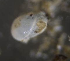 Quinqueloculina