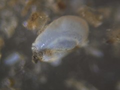 Quinqueloculina