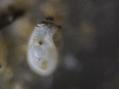 Quinqueloculina