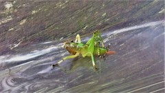 Paralobaspis