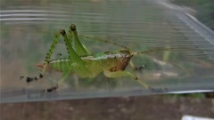 Paralobaspis