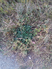 Potentilla approximata