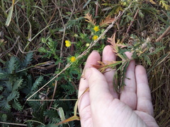 Potentilla approximata