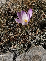 Crocus versicolor