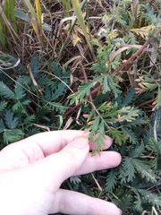 Potentilla approximata