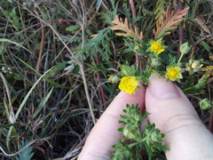 Potentilla approximata