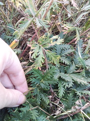 Potentilla approximata