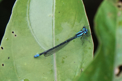 Argia johannella