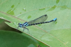 Argia johannella