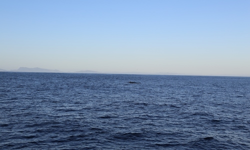 photo of Eden's Whale (Balaenoptera edeni)