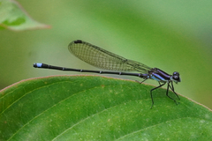 Argia indicatrix