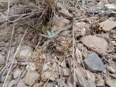 Chaenactis douglasii douglasii