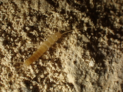 Coletinia