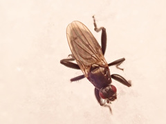 Crumomyia nitida