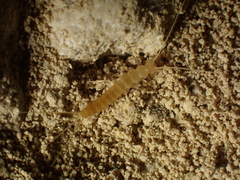 Coletinia