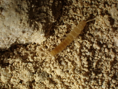 Coletinia