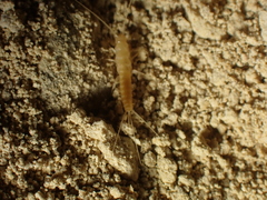 Coletinia