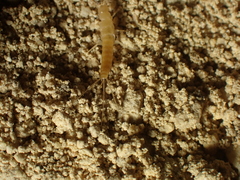 Coletinia
