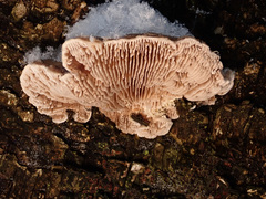 Gloeophyllum abietinum