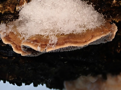 Gloeophyllum abietinum