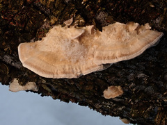 Gloeophyllum trabeum